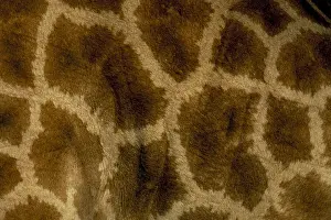 Giraffa Camelopardalis Pictures Drucke: Close-up of coat pattern of giraffe (Giraffa camelopardalis)