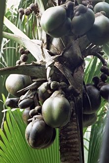 African Palm Tree Drucke: Close-up of coco de mer