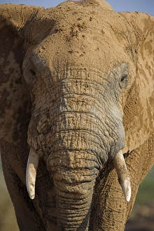 Elephant Photography Drucke: Close-up of elephant