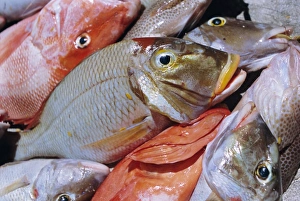 Close Up Fish Images Drucke: Close-up of fish catch