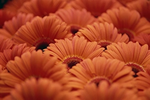 Bright Yellow Flowers Drucke: Close-up of Gerberas