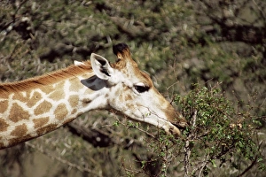 Outdoor Travel Destination Drucke: Close-up of a giraffe (Giraffe camelopardalis)