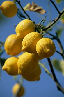 Bilder Datiert 4. September 2008: Enge Aufnahme von Zitronen auf dem Baum