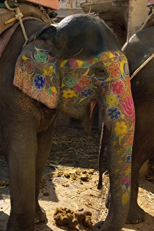 Elephant Ride In India Drucke: Close-up of a painted elephant