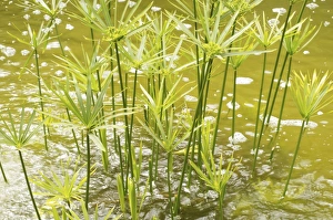 Green Leaf Close Up Drucke: Close-up of papyrus