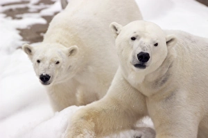 Frozen Nature Scenes Drucke: Close-up of two polar bears