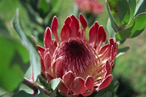 Botany In Africa Drucke: Close-up of Protea flower