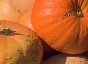 Orange Pumpkins Drucke: Close-up of pumpkins