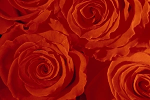 Close Up Roses Drucke: Close-up of Roses