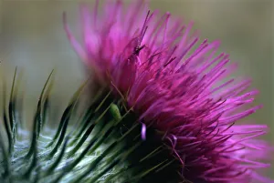 Drucke von Enthüllung eines schottischen Thornsblumens in naher Nähe Verwandte Bilder Drucke: Enge Aufnahme einer schottischen Thornschnurblume