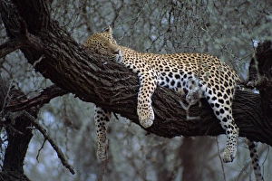 African Leopard Images Drucke: Close-up of a single leopard ( Panthera pardus )