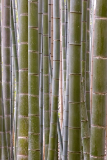 Honshu Island Scenery Drucke: Close-up of stems