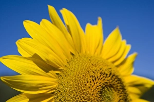 Tuscany Sunflowers Drucke: Close-up of sunflower