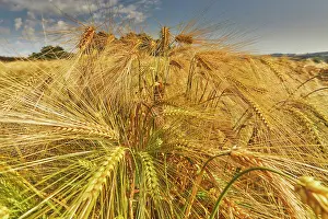 Rural Farming Landscape Drucke: Close-up view of barley reaching maturity in a field in Devon
