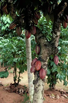Kakao-Pods am Baum