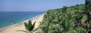 Coconut Palm Trees Drucke: Coconut palms and beach