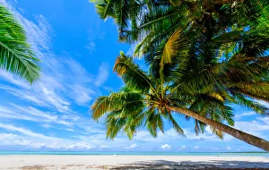 Indian Ocean Island Getaway Drucke: Coconut palms, Scout Park Beach, Cocos (Keeling) Islands, Indian Ocean, Asia