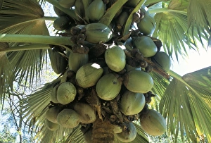 Seychelles Travel Destination Drucke: Coconuts, botanical garden