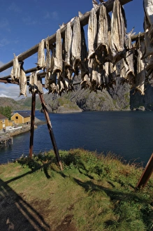 European Fishing Industry Drucke: Cod drying