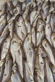 Drucke von Kod für den Verkauf; Mercado Central (Zentralmarkt); Valencia; Costa del Azahar; Spanien; Mittelmeerregion/Europa Bilder Datiert 2007 Juni: Kod zum Verkauf ist