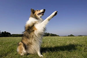 Canine Animal Images Drucke: Collie, (Canidae)
