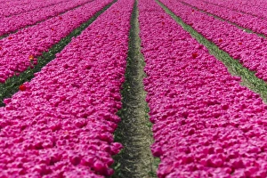 Tulip Fields Netherlands Drucke: The colourful scenery of spring fields of tulips, Keukenhof Park, Lisse, South Holland
