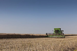 European Farming Drucke: A Combine harvester harvests corn, Maidenhead, Berkshire, England, United Kingdom, Europe
