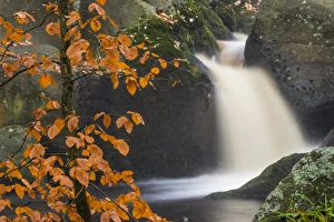 Gemeiner Fichtenbaum und Wasserfall im Padley Gorge in den Peak Districts im County Derbyshire