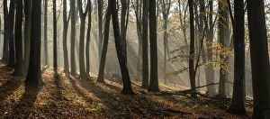 Fagus Sylvatica UK Drucke: Common beech (Fagus sylvatica) trees, morning sunlight, autumn colour, Kings Wood
