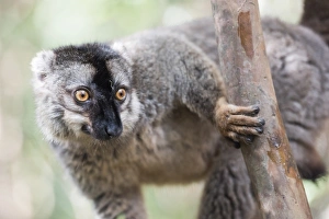 Lemur Island Madagascar Drucke: Common brown lemur (Eulemur fulvus), Lemur Island, Andasibe National Park, Madagascar