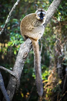 Gemeiner Braunlemur (Eulemur fulvus), Andasibe, Madagaskar
