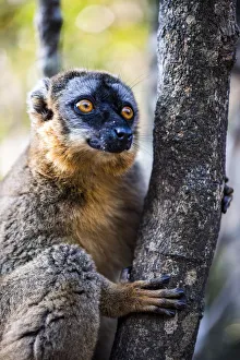 Common Brown Lemur Drucke: Common Brown Lemur (Eulemur fulvus), Andasibe, Madagascar