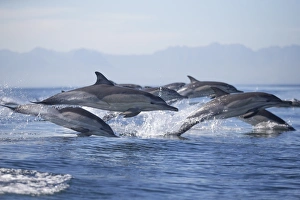 Common Dolphin Drucke: Common dolphin (Delphinus capensis)