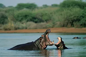 South Africa Wildlife Drucke: Common hippopotamuses (hippos)