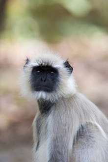 Gewöhnlicher Langur