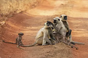 Madhya Pradesh National Parks Drucke: Common Langur (Semnopithecus Entellus)