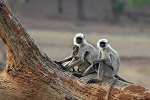 Gewöhnlicher Langur (Semnopithecus entellus), Bandeipur-Nationalpark, Madhyapradesh, Indien. Asien
