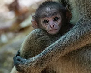 Gemeiner Langur (Semnopithecus entellus), Bandhavgarhschutzgebiet, Madhya-P्रदesh, Indien und Asien