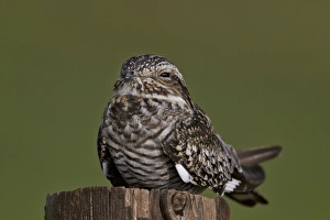 Horizontal Wildlife Photos Drucke: Common nighthawk (Chordeiles minor)