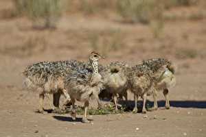 Horizontal Bird Images Drucke: Common ostrich (Struthio camelus) chicks, Kgalagadi Transfrontier Park encompassing