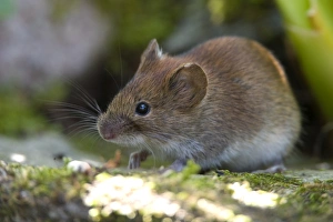 Microtus Arvalis Drucke: Common Vole