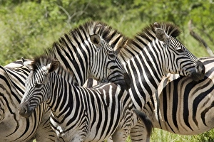 Gewöhnlicher Zebraschaf oder Buchells Zebrafuchs (Equus burchelli)