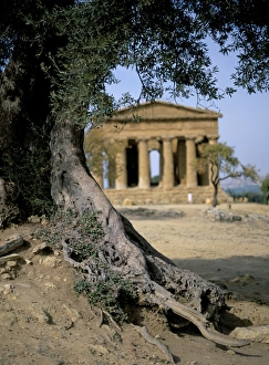 Ancient Greek Temples In Italy Drucke: The Concordia temple