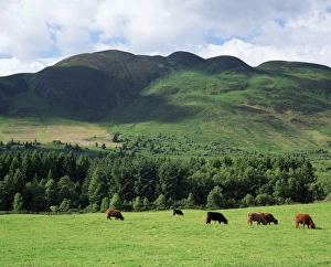 UK Mountain Views Drucke: Conic Hill