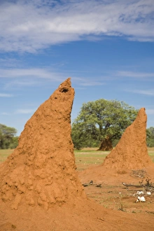 Africa Outdoor Photography Drucke: Conical shaped mounds created by a termite colony, Namibia, Africa