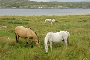 European Mammals Drucke: Connemara Ponies