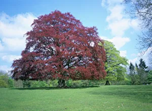 Herefordshire Drucke: Kupferbeuchstamm von Croft Schloss in Herefordshire im Vereinigten Königreich in Europa