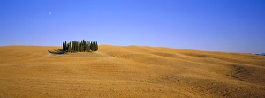 Orcia Valley Scenic Views Drucke: Copse of Cypress trees