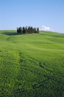 Tuscan Landscape Images Drucke: Copse of Cypress trees in a field in Spring