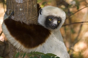 Coquerels Sifaka Drucke: Coquerels Sifaka (Propithecus coquereli), Ankarafantsika National Park